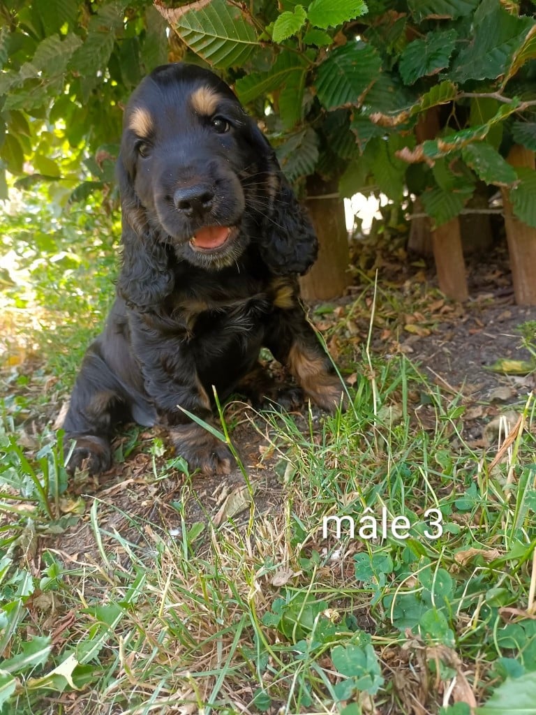 Chiot N°3