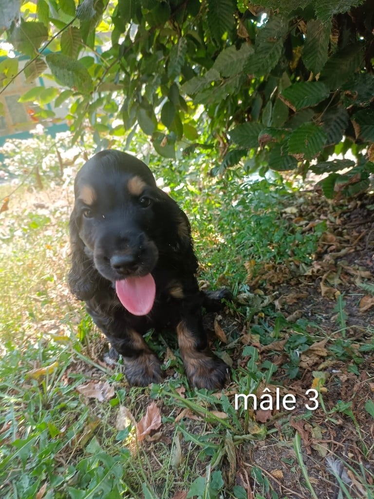 Chiot N°3