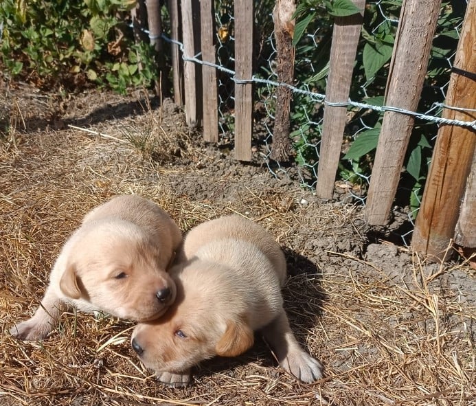 Chiot N°10 - Labrador Retriever