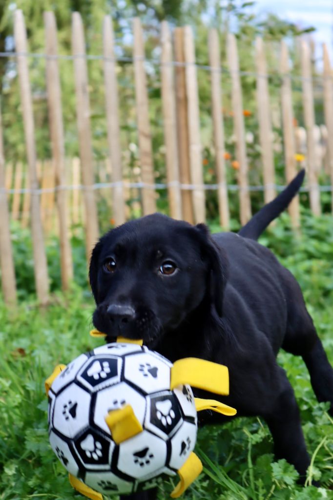 CHIOT 1 - Labrador Retriever