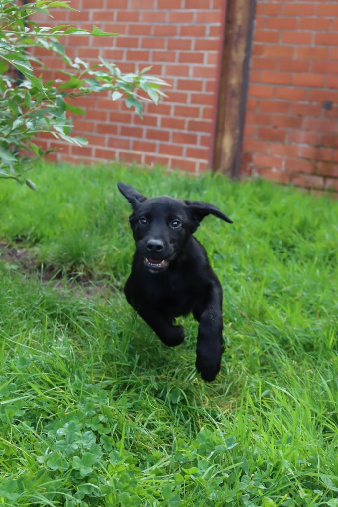 CHIOT 2 - Labrador Retriever