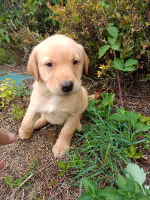 Les chiots de Labrador Retriever