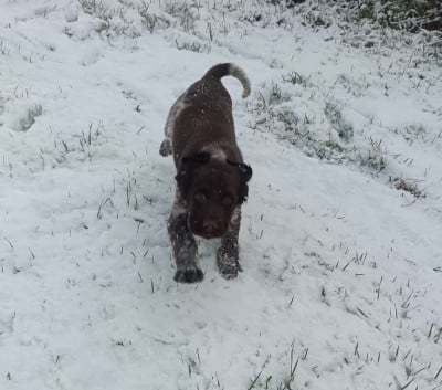 Les chiots de Petit Epagneul de Münster