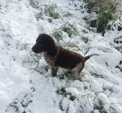 Les chiots de Petit Epagneul de Münster