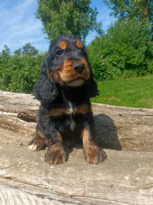 Les chiots de Cocker Spaniel Anglais