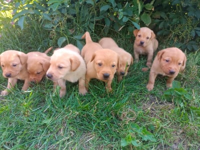 Les chiots de Labrador Retriever