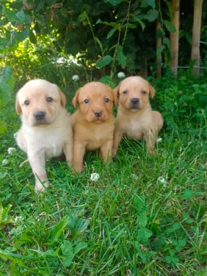 Les chiots de Labrador Retriever