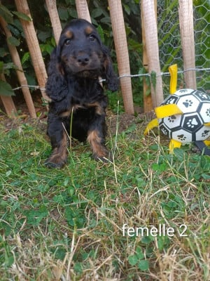 Les chiots de Cocker Spaniel Anglais