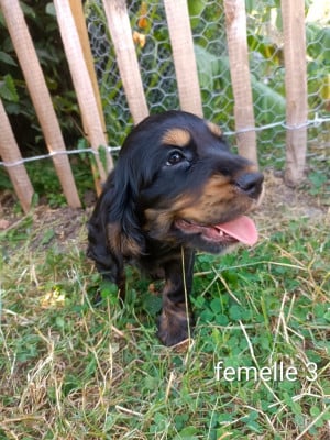 Les chiots de Cocker Spaniel Anglais