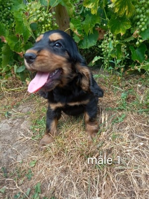 Les chiots de Cocker Spaniel Anglais