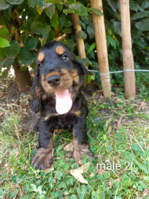 Les chiots de Cocker Spaniel Anglais