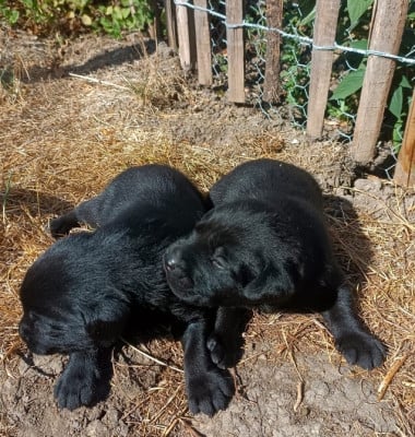 Les chiots de Labrador Retriever