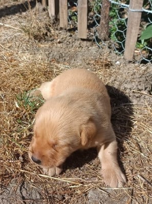 Les chiots de Labrador Retriever