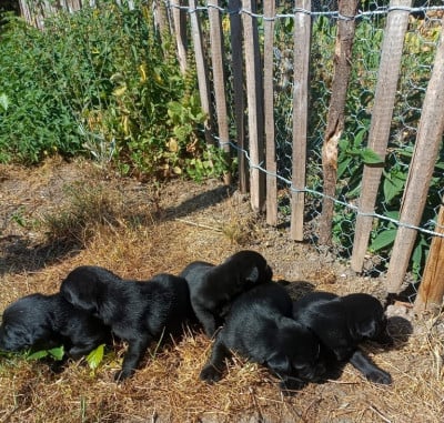 Les chiots de Labrador Retriever