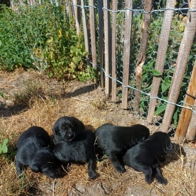 Les chiots de Labrador Retriever