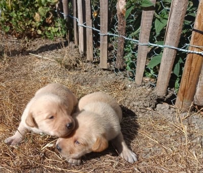 Les chiots de Labrador Retriever