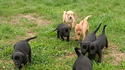 Les chiots de Labrador Retriever