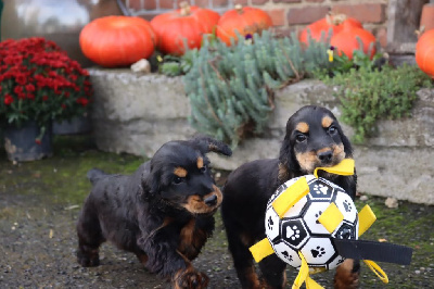 Les chiots de Cocker Spaniel Anglais