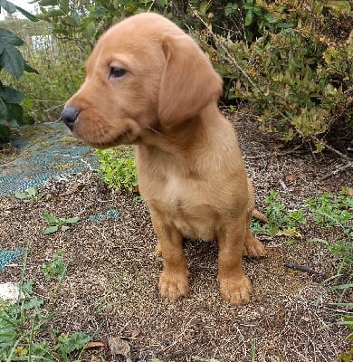 Les chiots de Labrador Retriever