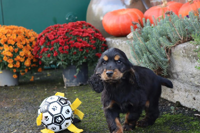 Les chiots de Cocker Spaniel Anglais