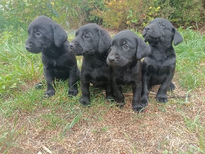 Les chiots de Labrador Retriever