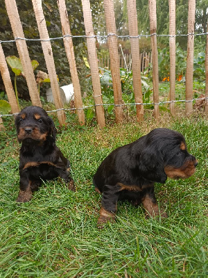 Les chiots de Cocker Spaniel Anglais