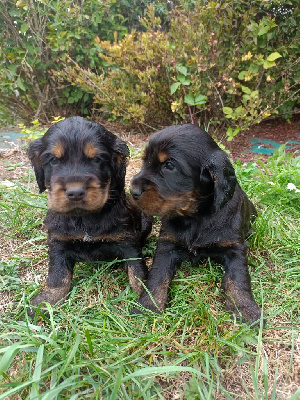Les chiots de Cocker Spaniel Anglais