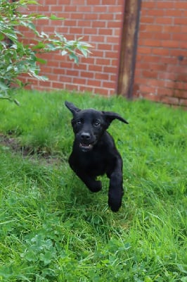 Les chiots de Labrador Retriever