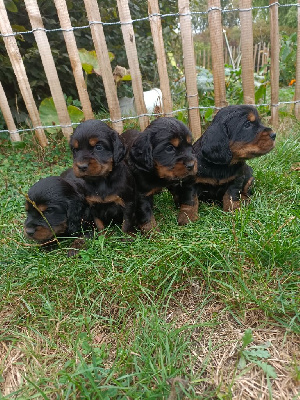 Les chiots de Cocker Spaniel Anglais