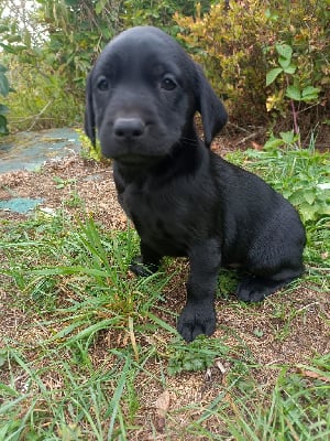Les chiots de Labrador Retriever