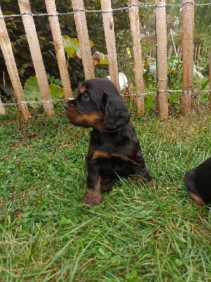 Les chiots de Cocker Spaniel Anglais