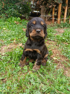 Les chiots de Cocker Spaniel Anglais