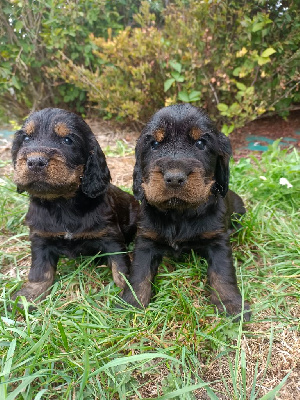Les chiots de Cocker Spaniel Anglais