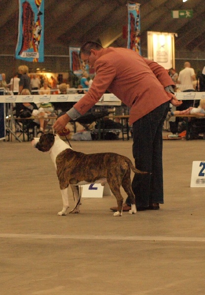 Volfgang amadeus Madgix beautyful staff - EXC non classé