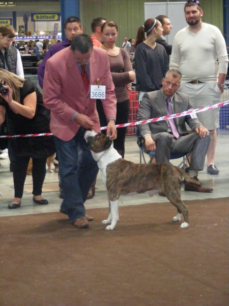 Volfgang amadeus Madgix beautyful staff - TB nc