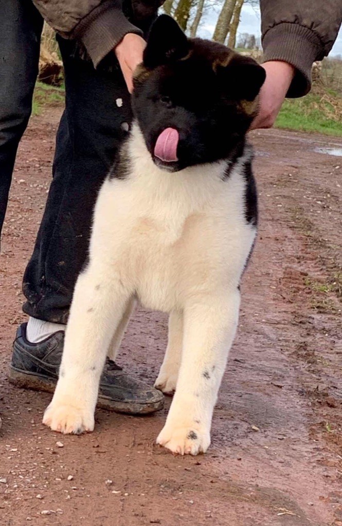 Publication : Les sens Daika