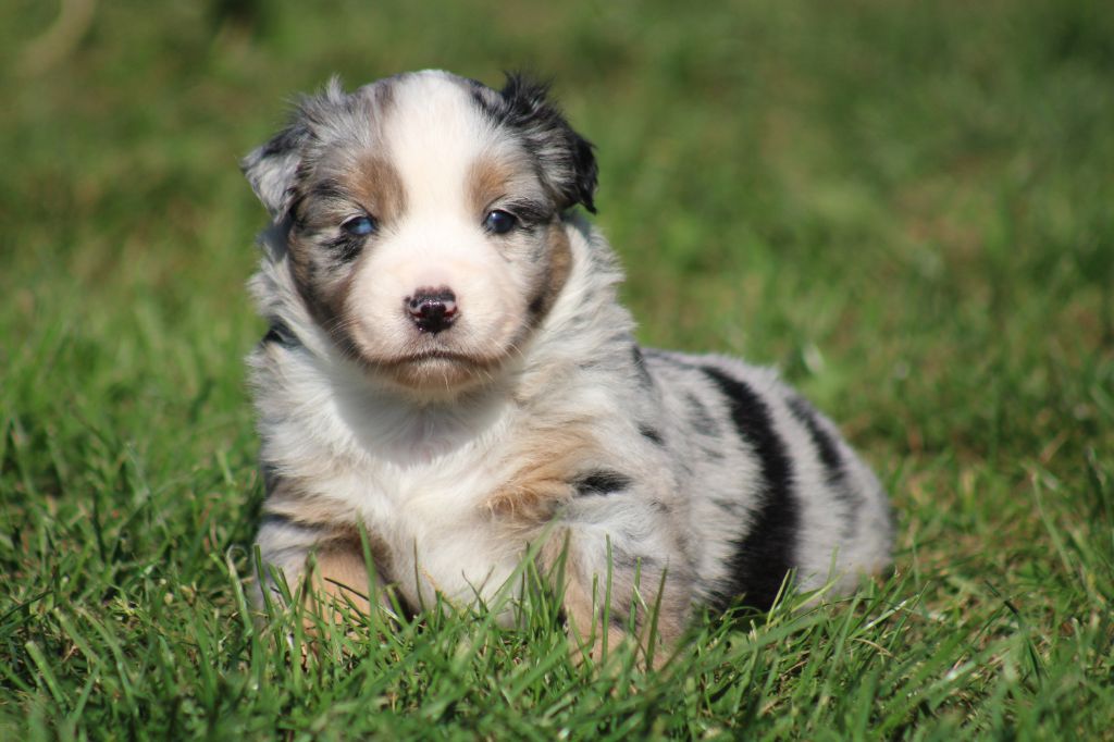 A little Rolling Stone