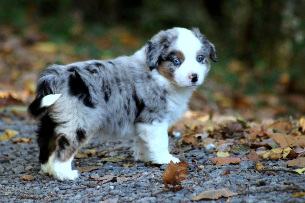 A Little Wandering Spirit