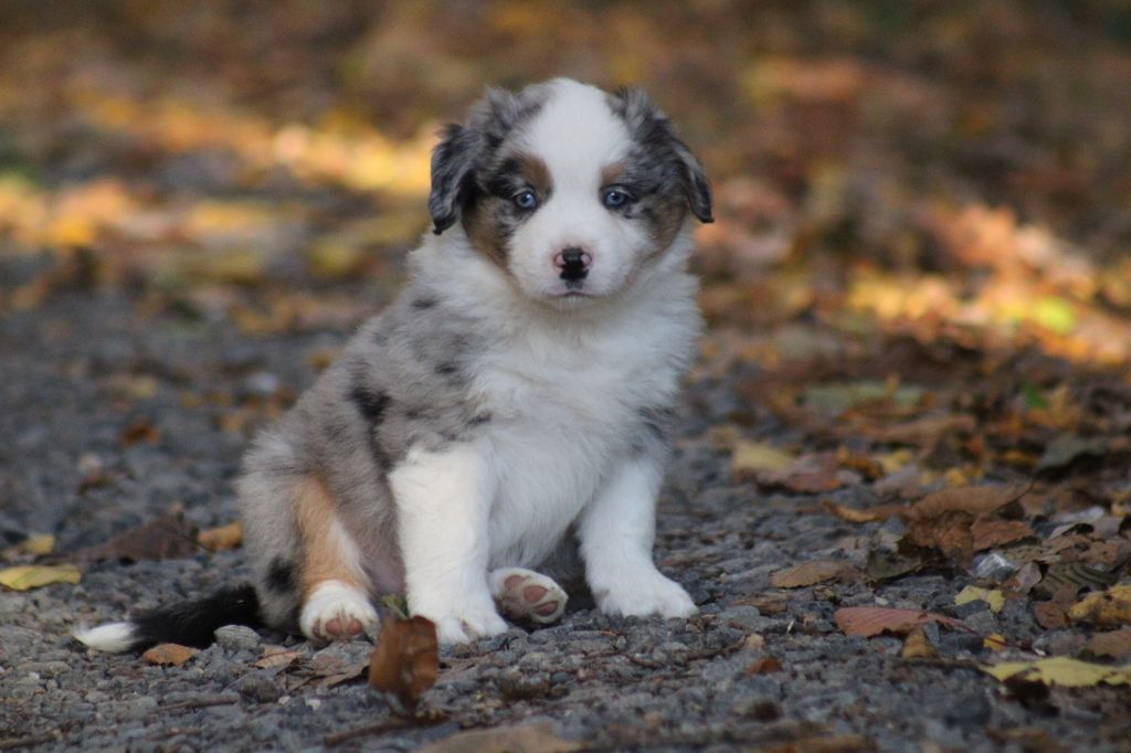 A Little Wandering Spirit