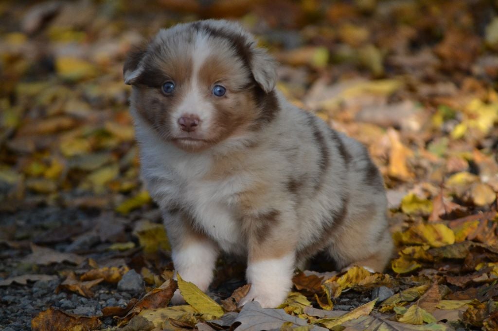 Autumn Ruby Hills - Berger Américain Miniature 