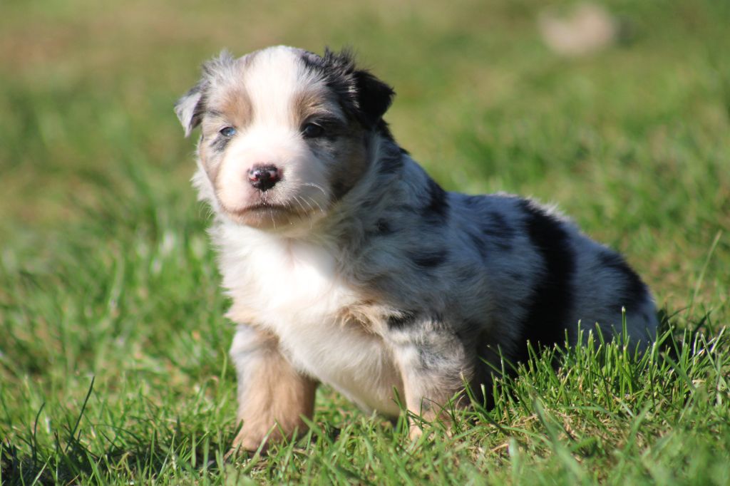 A little Rolling Stone