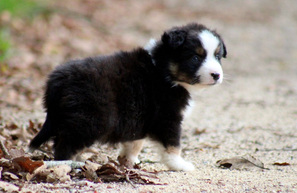 A little Lightning Bolt