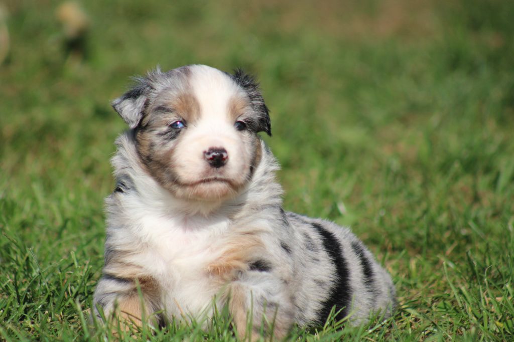 A little Rolling Stone