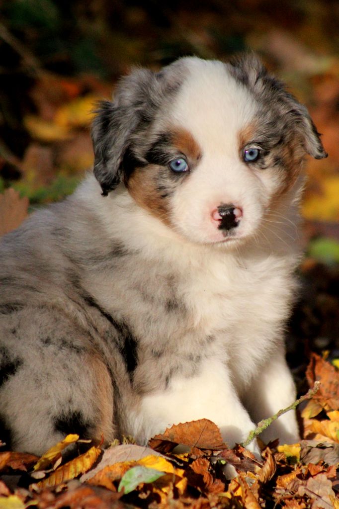 A Little Wandering Spirit