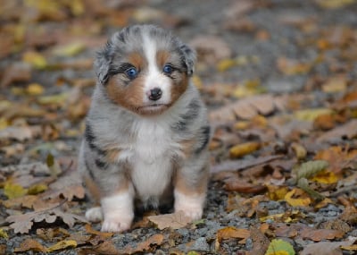 Les chiots de Berger Américain Miniature 