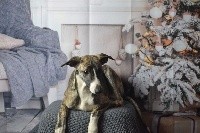 Des Alizes De Maelynn - Whippet - Portée née le 07/07/2018