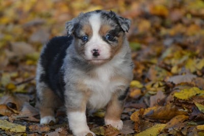 Les chiots de Berger Américain Miniature 
