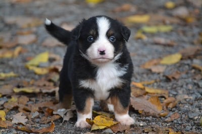Les chiots de Berger Américain Miniature 