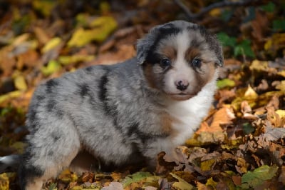 Les chiots de Berger Américain Miniature 