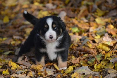 Les chiots de Berger Américain Miniature 